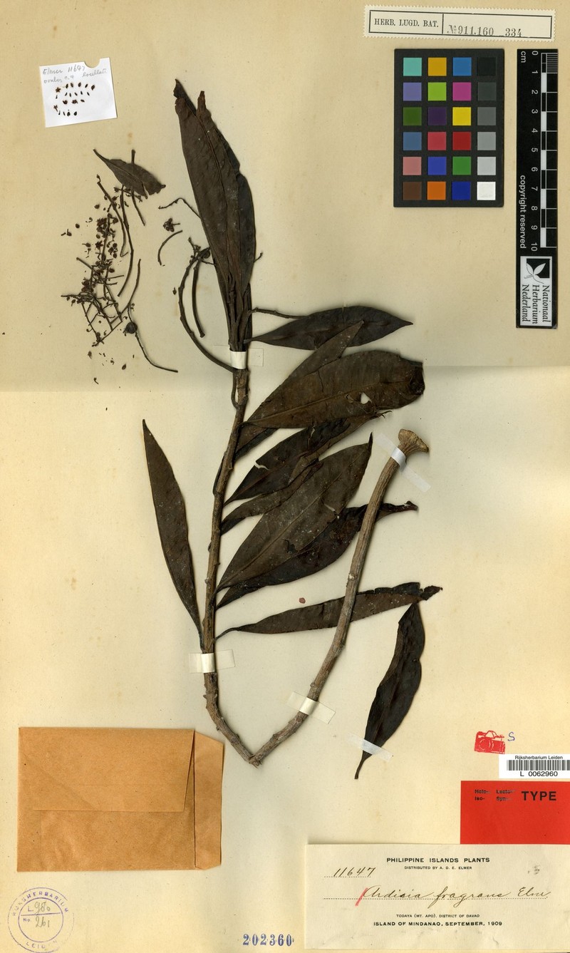 Ardisia elmeri photo 6