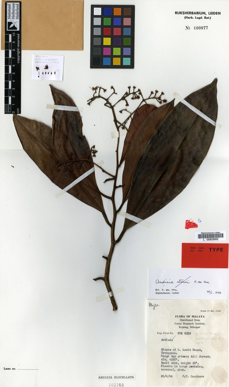 Ardisia elocellata