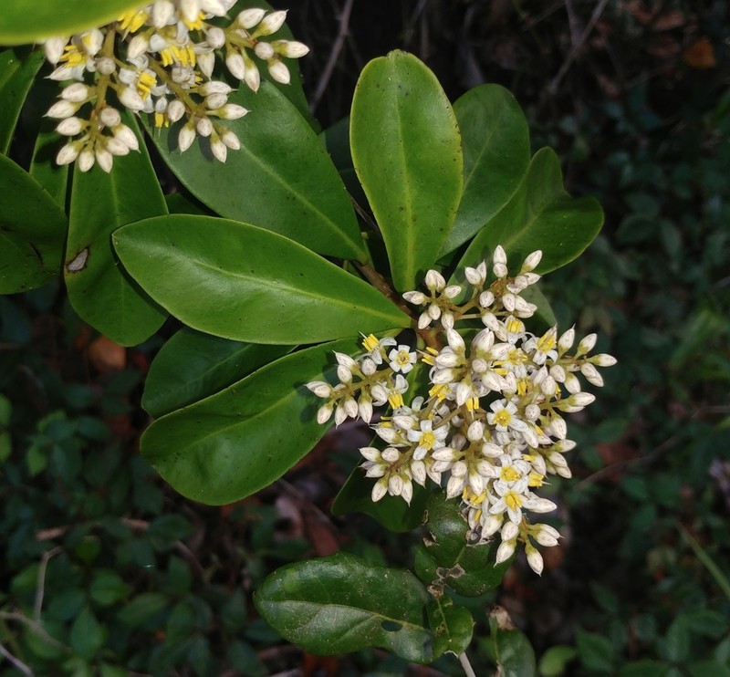 Ardisia escallonioides