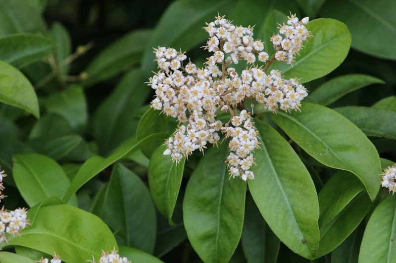 Ardisia escallonioides photo 2