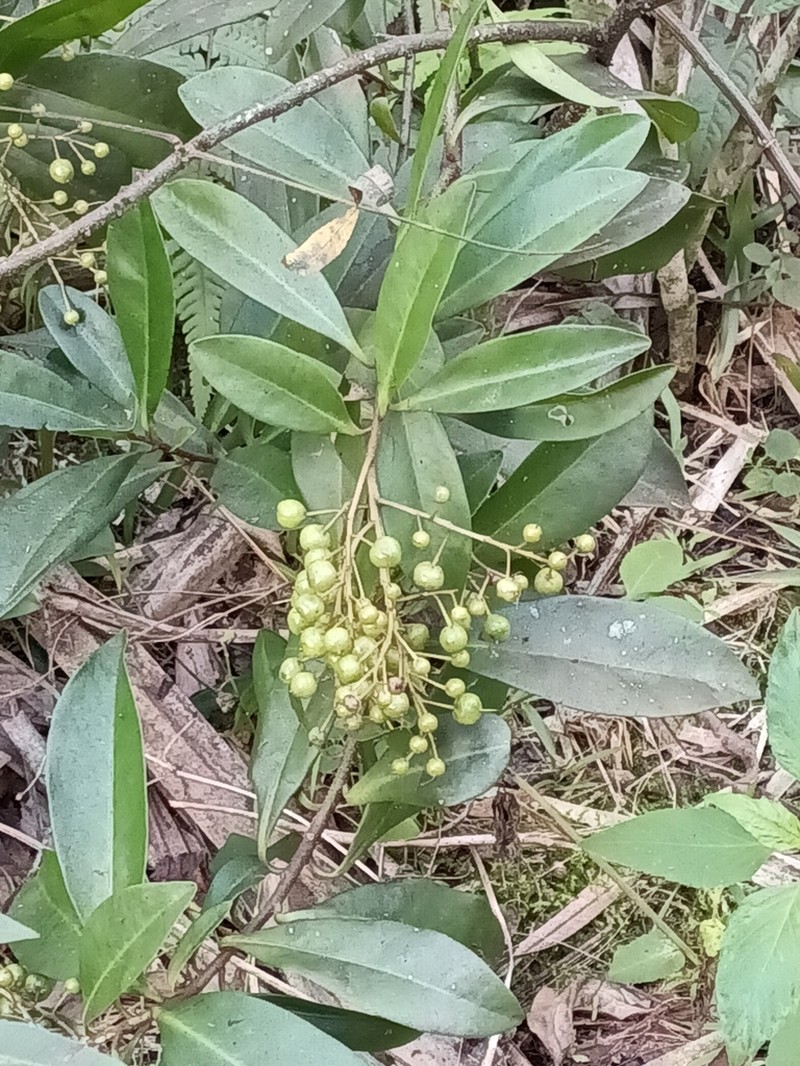 Ardisia escallonioides photo 3