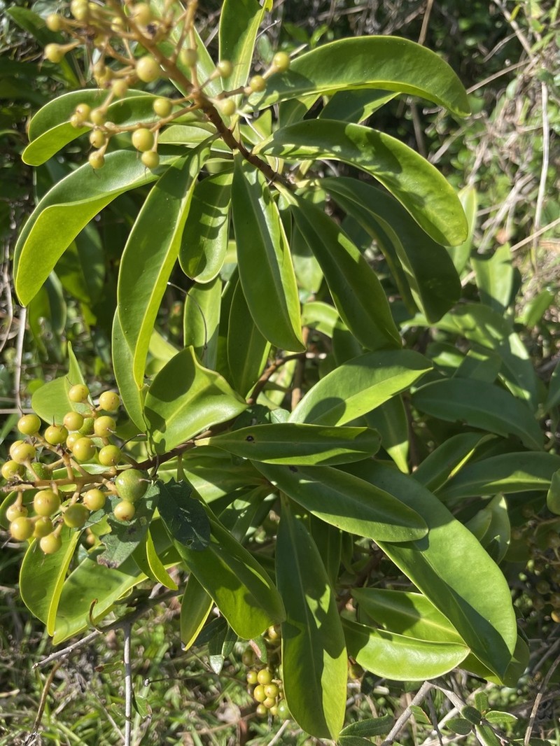 Ardisia escallonioides photo 4
