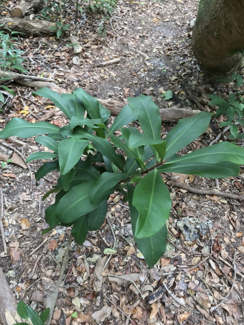 Ardisia escallonioides photo 5