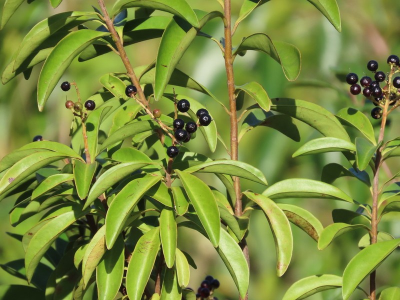 Ardisia escallonioides photo 6