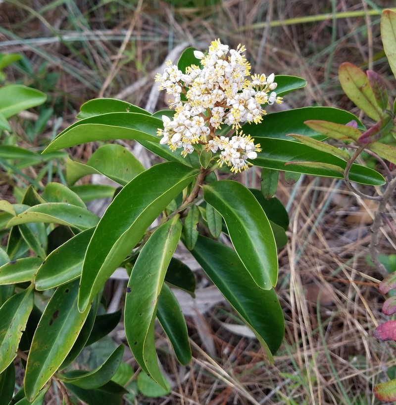 Ardisia escallonioides photo 7