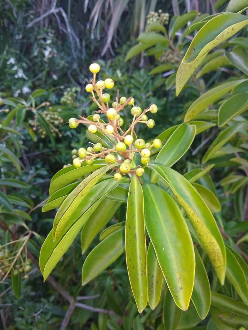 Ardisia escallonioides photo 8