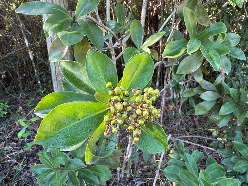 Island Marlberry