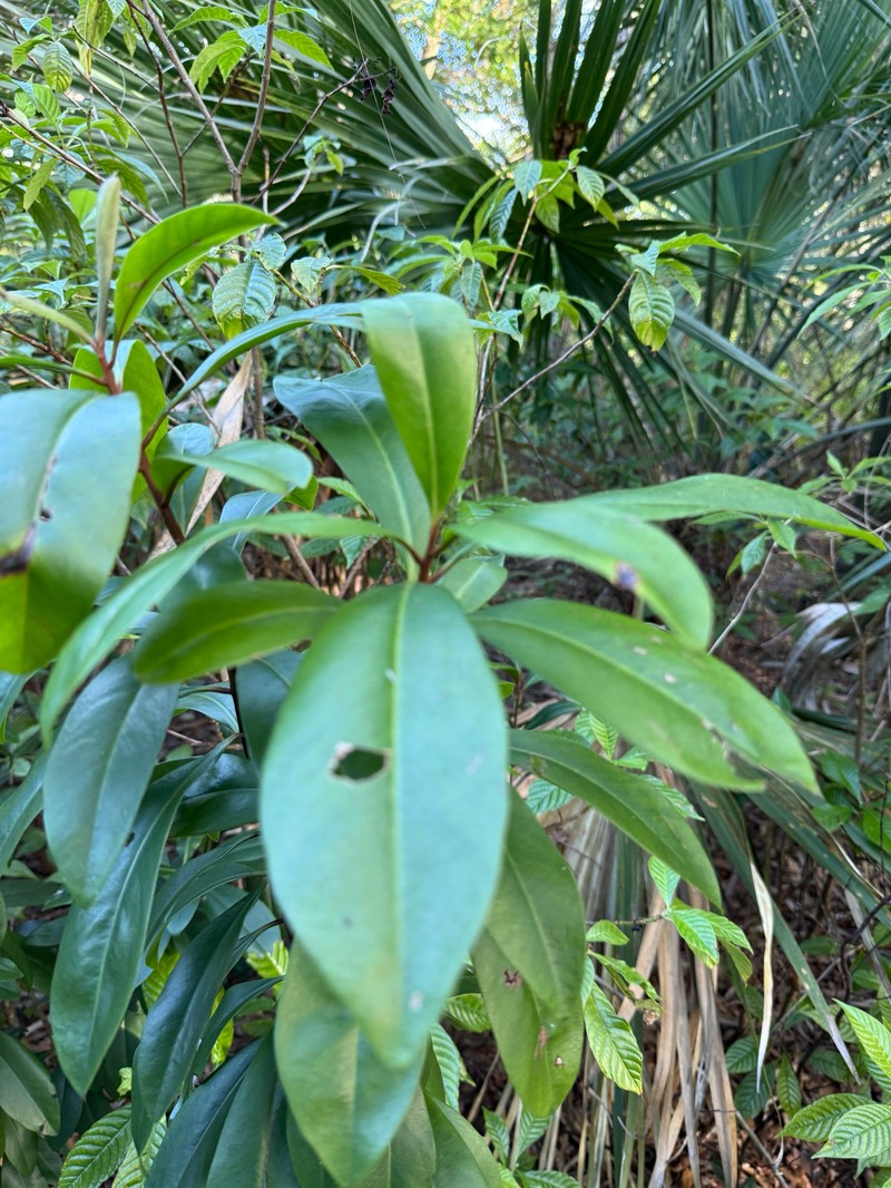 Island Marlberry photo 2