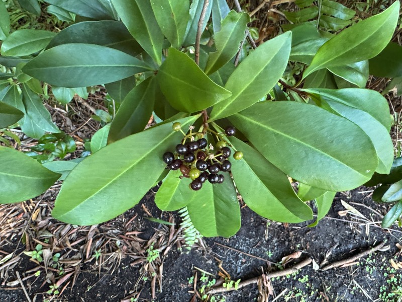 Island Marlberry photo 3