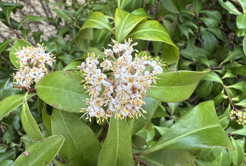 Island Marlberry photo 4