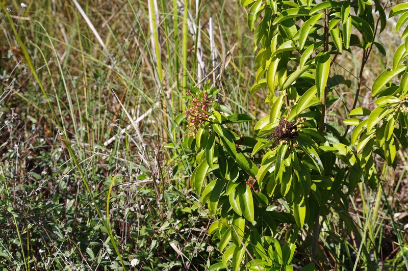 Island Marlberry photo 5