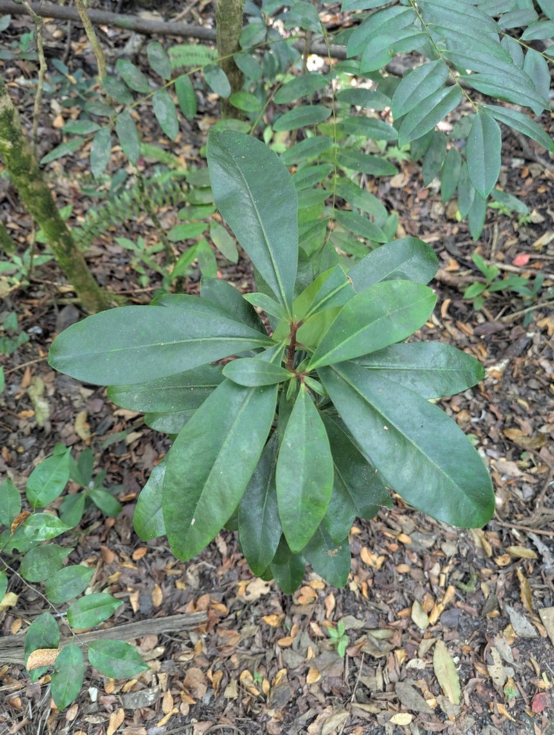 Island Marlberry photo 6