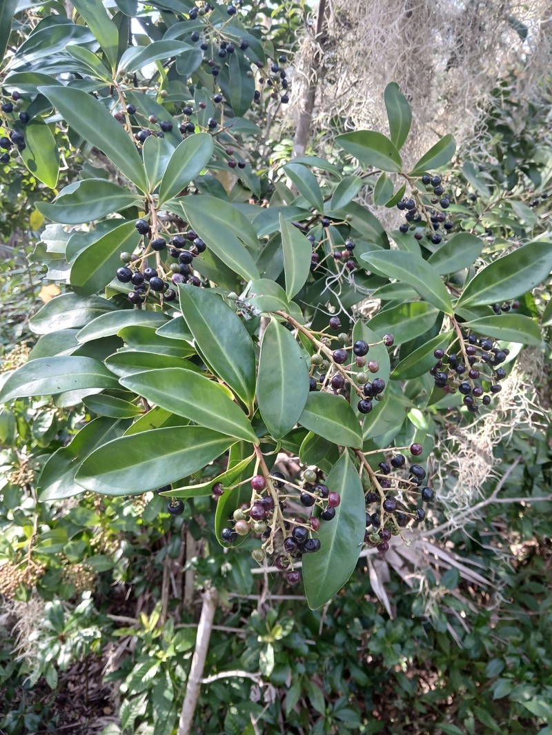Island Marlberry photo 7