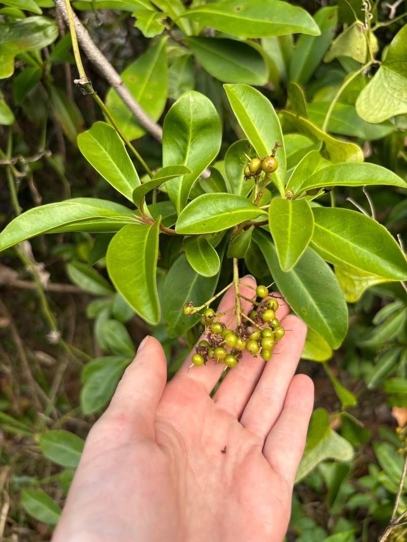 Island Marlberry photo 8