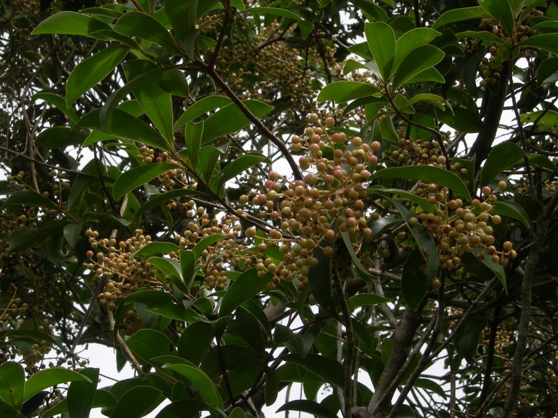 Ardisia esculenta