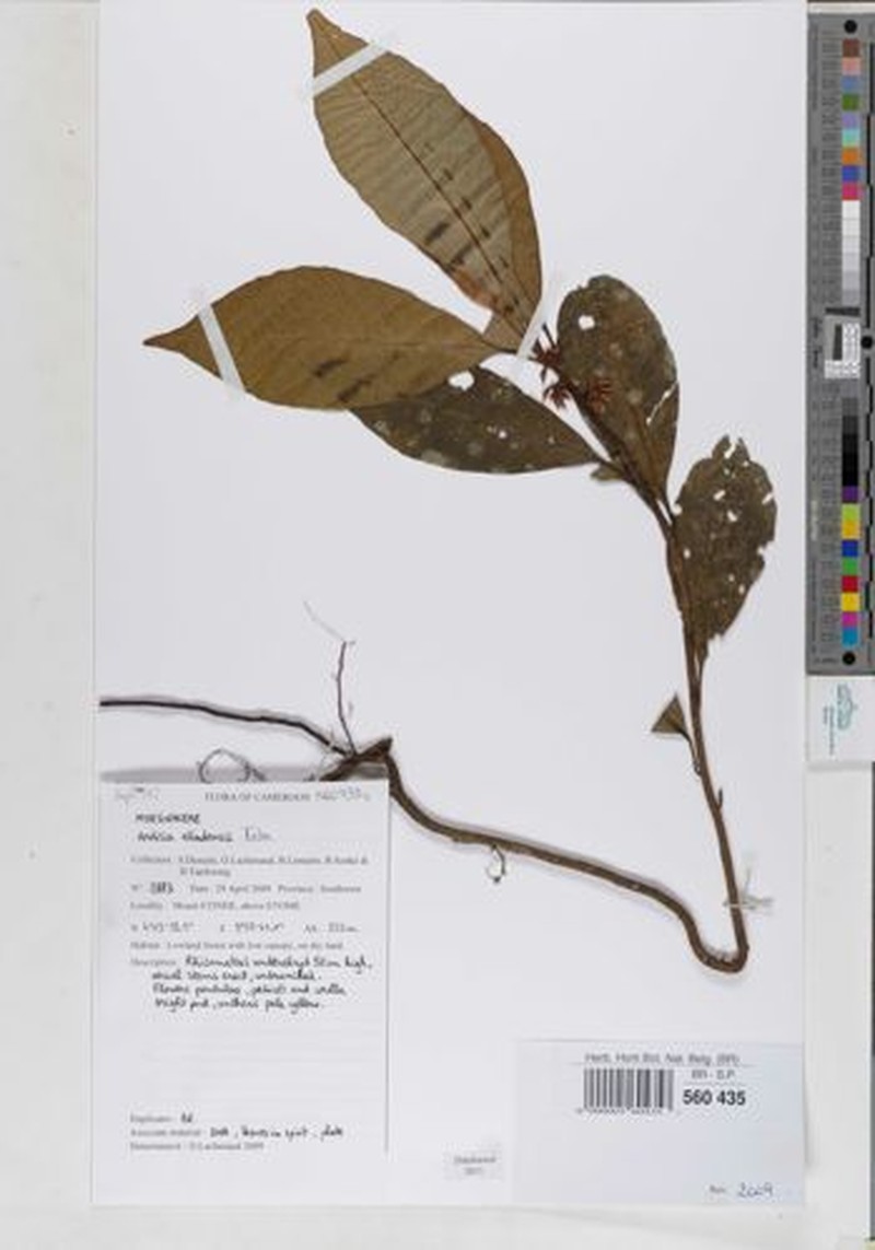 Ardisia etindensis