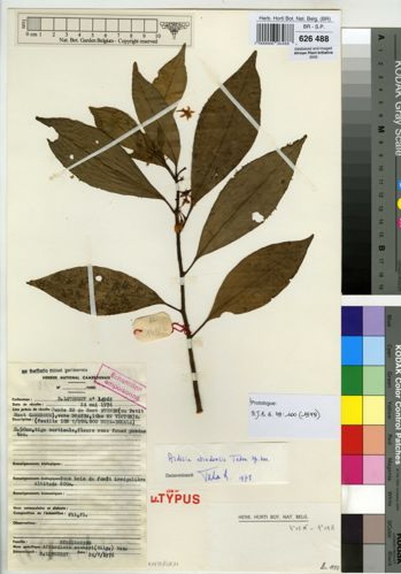 Ardisia etindensis photo 2