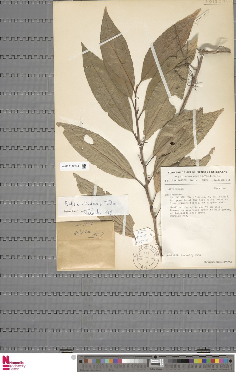 Ardisia etindensis photo 3