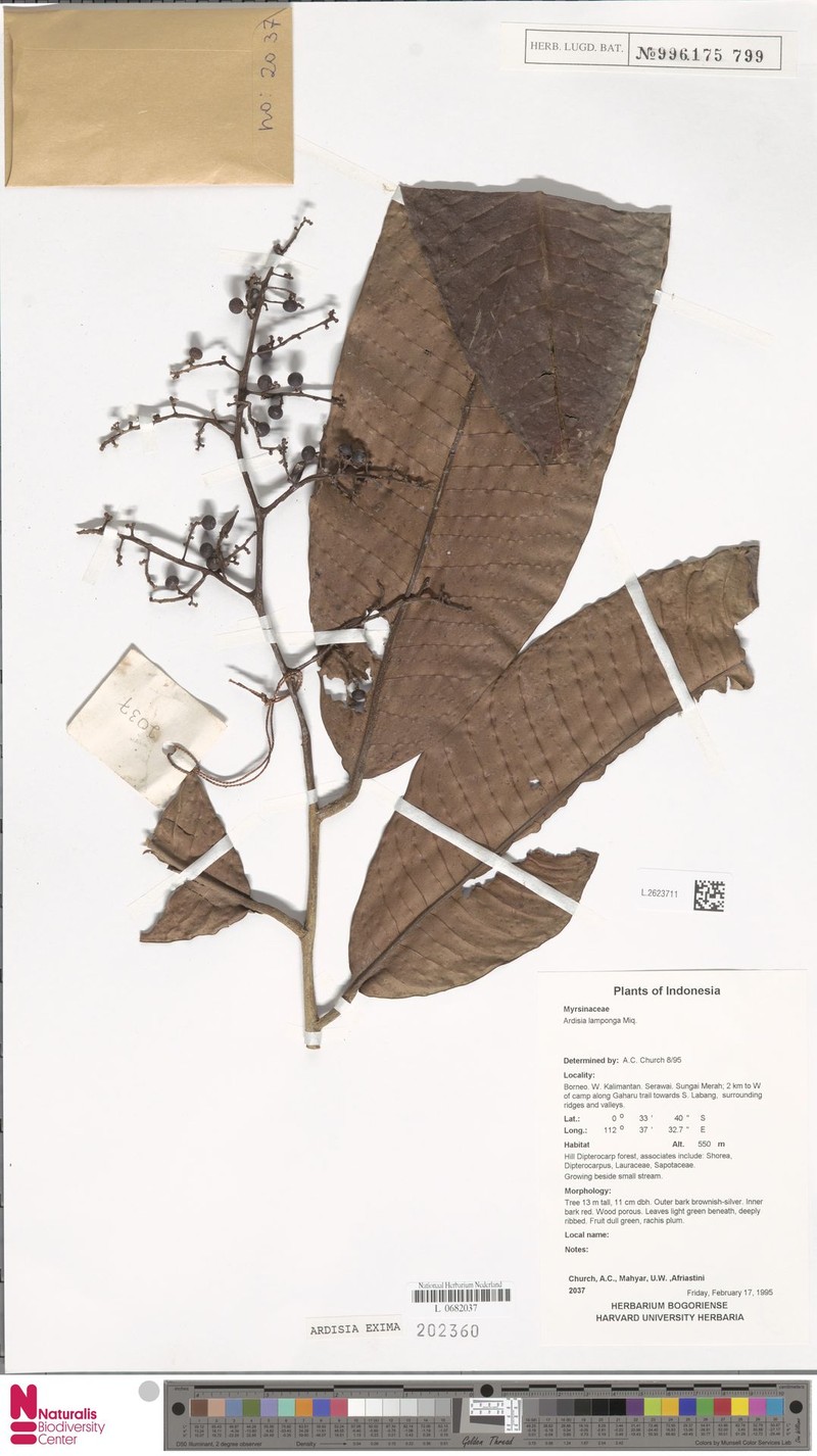 Ardisia eximia