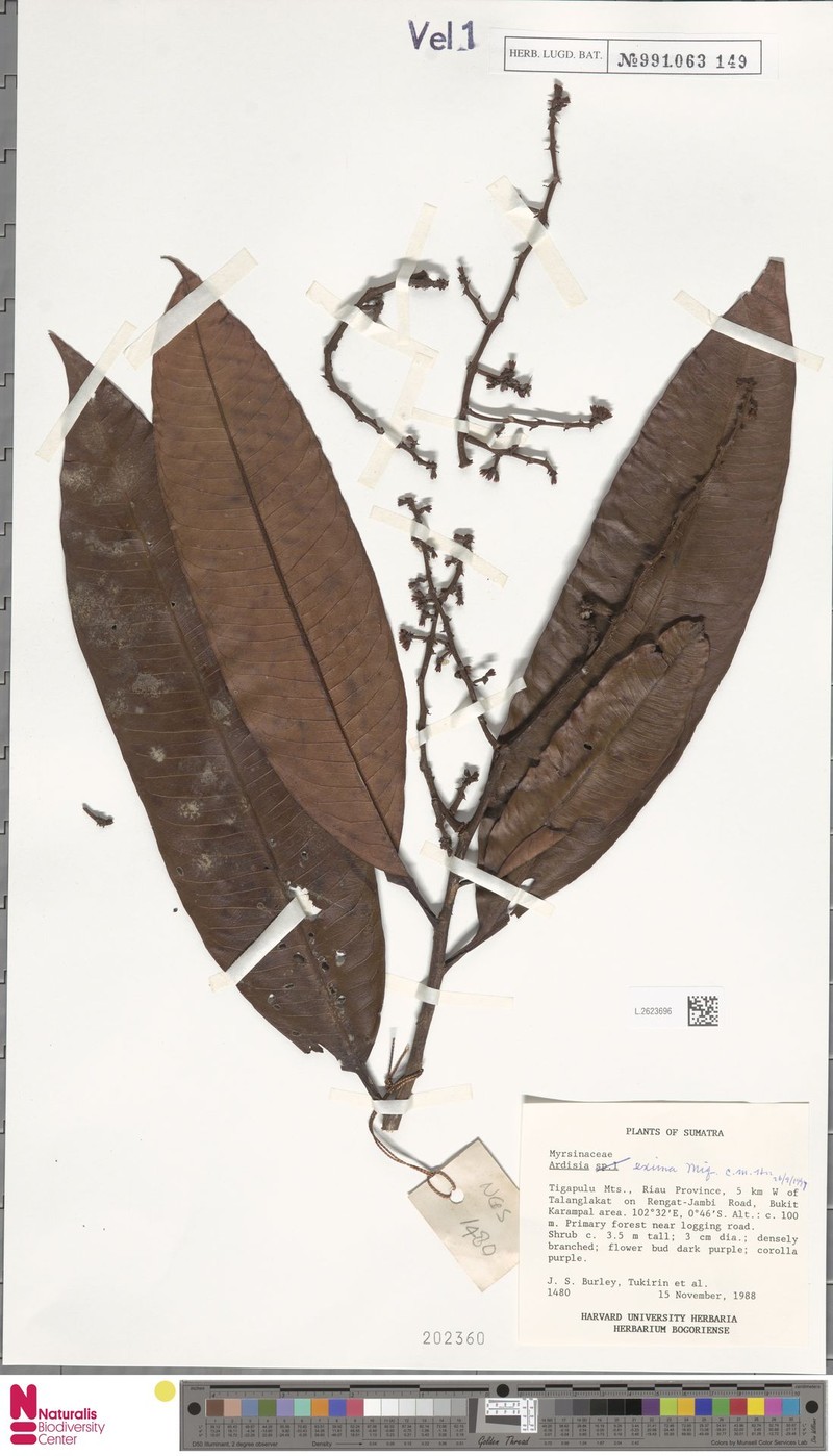 Ardisia eximia photo 2