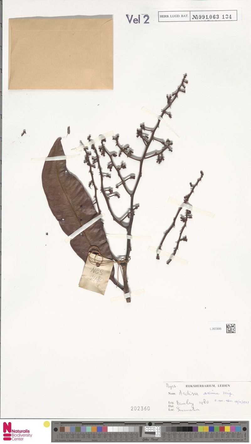 Ardisia eximia photo 3