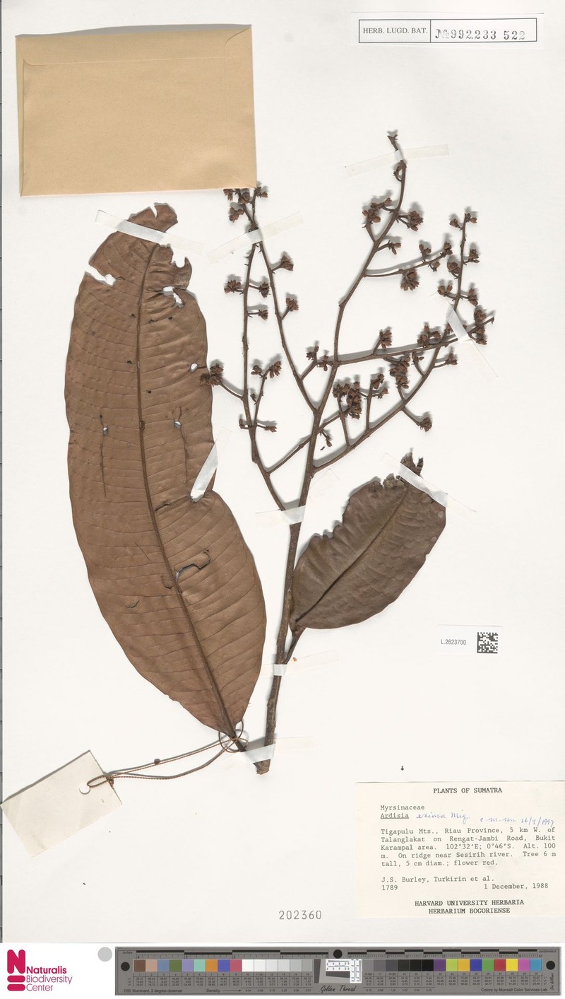 Ardisia eximia photo 4