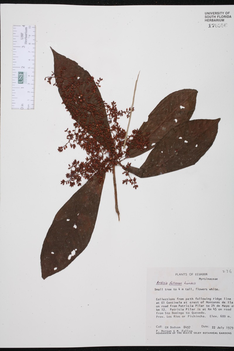 Ardisia faberi