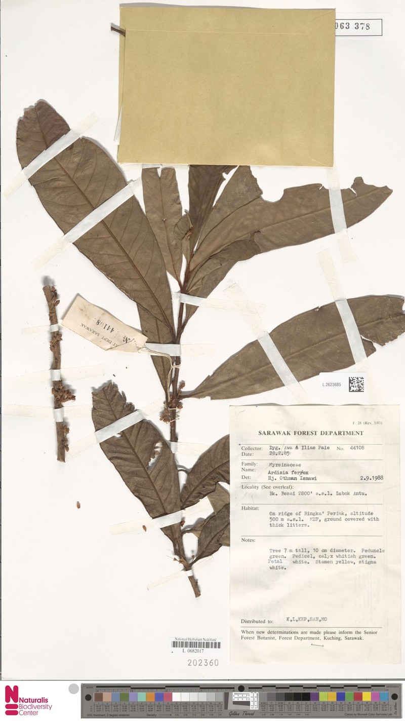 Ardisia ferox