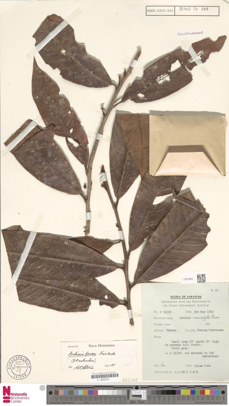 Ardisia ferox photo 2