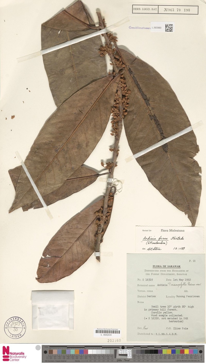 Ardisia ferox photo 3