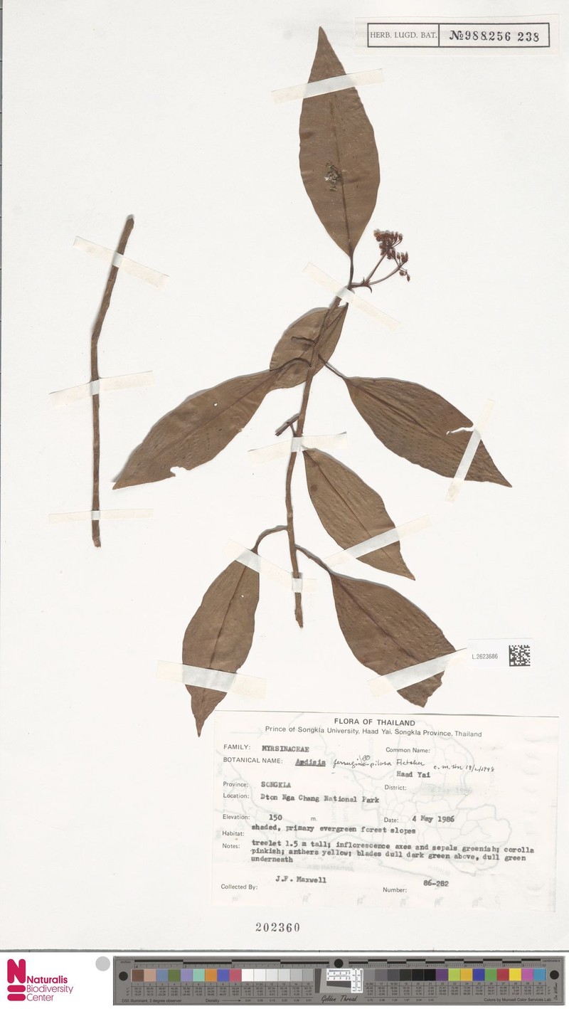Ardisia ferrugineopilosa