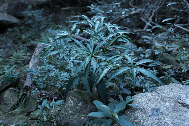 Ardisia filiformis