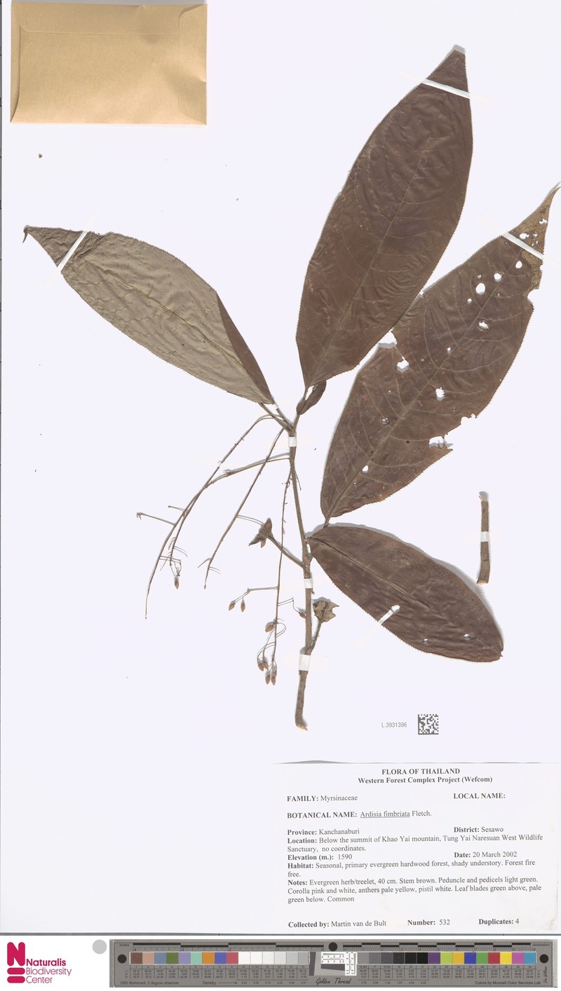 Ardisia fimbriata