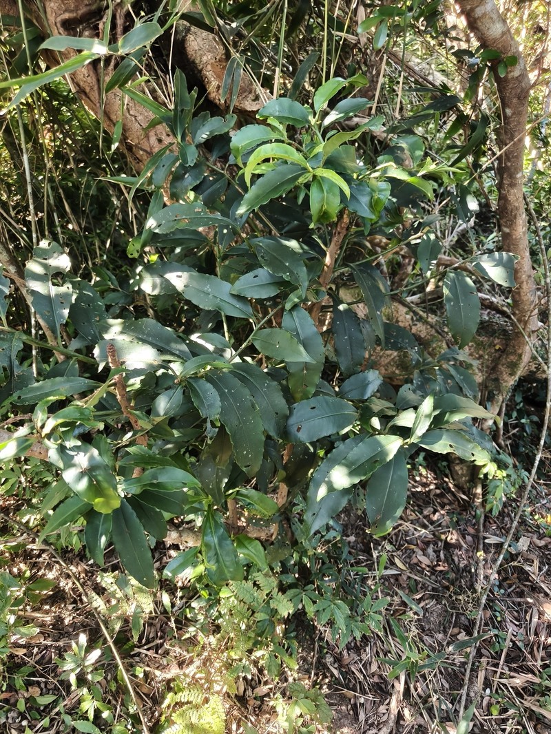Ardisia flaviflora