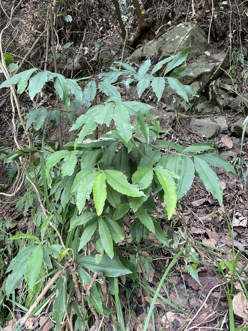 Ardisia flaviflora photo 2