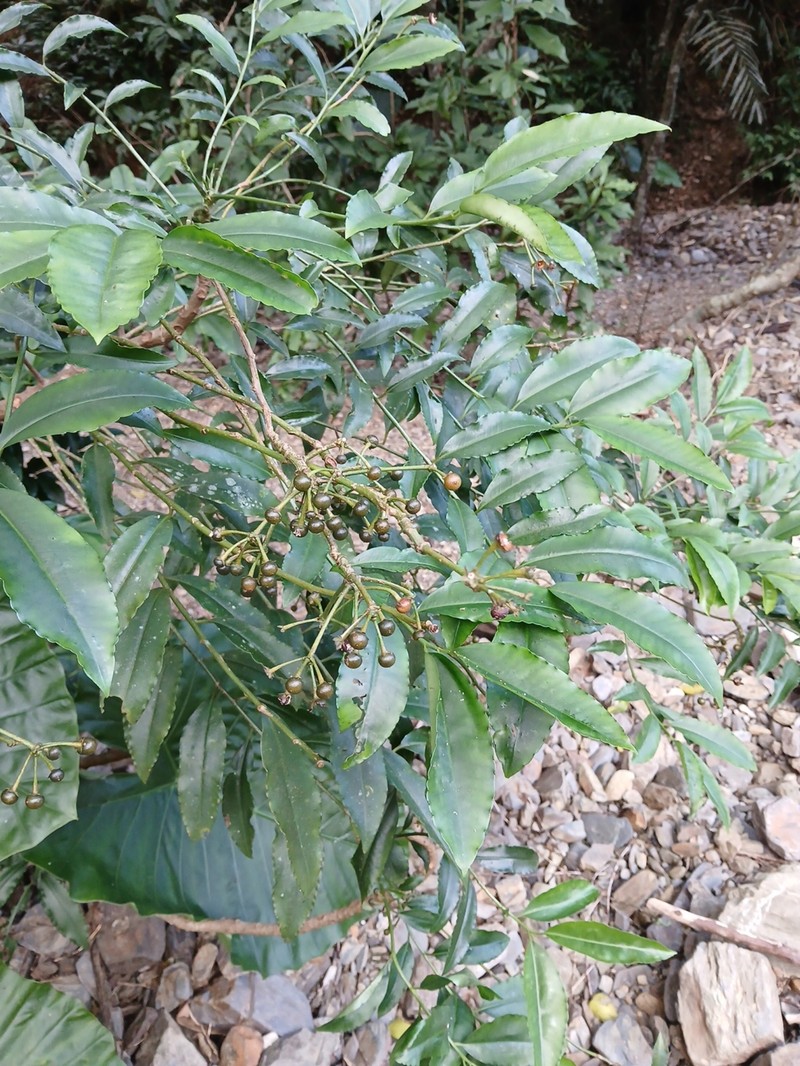 Ardisia flaviflora photo 3