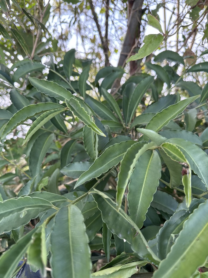 Ardisia flaviflora photo 4