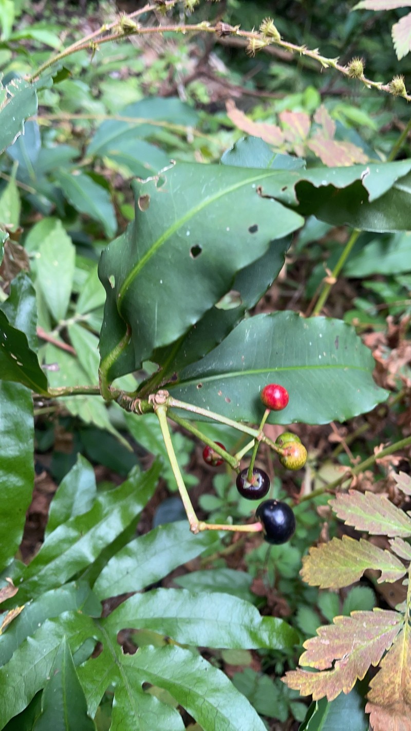 Ardisia flaviflora photo 5
