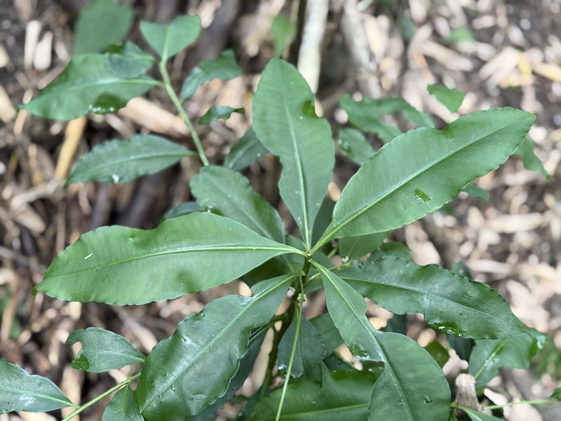 Ardisia flaviflora photo 6