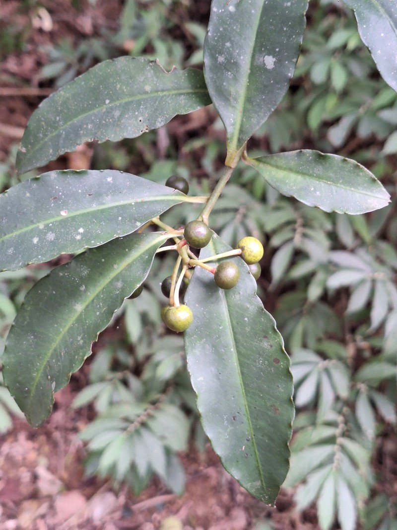 Ardisia flaviflora photo 7
