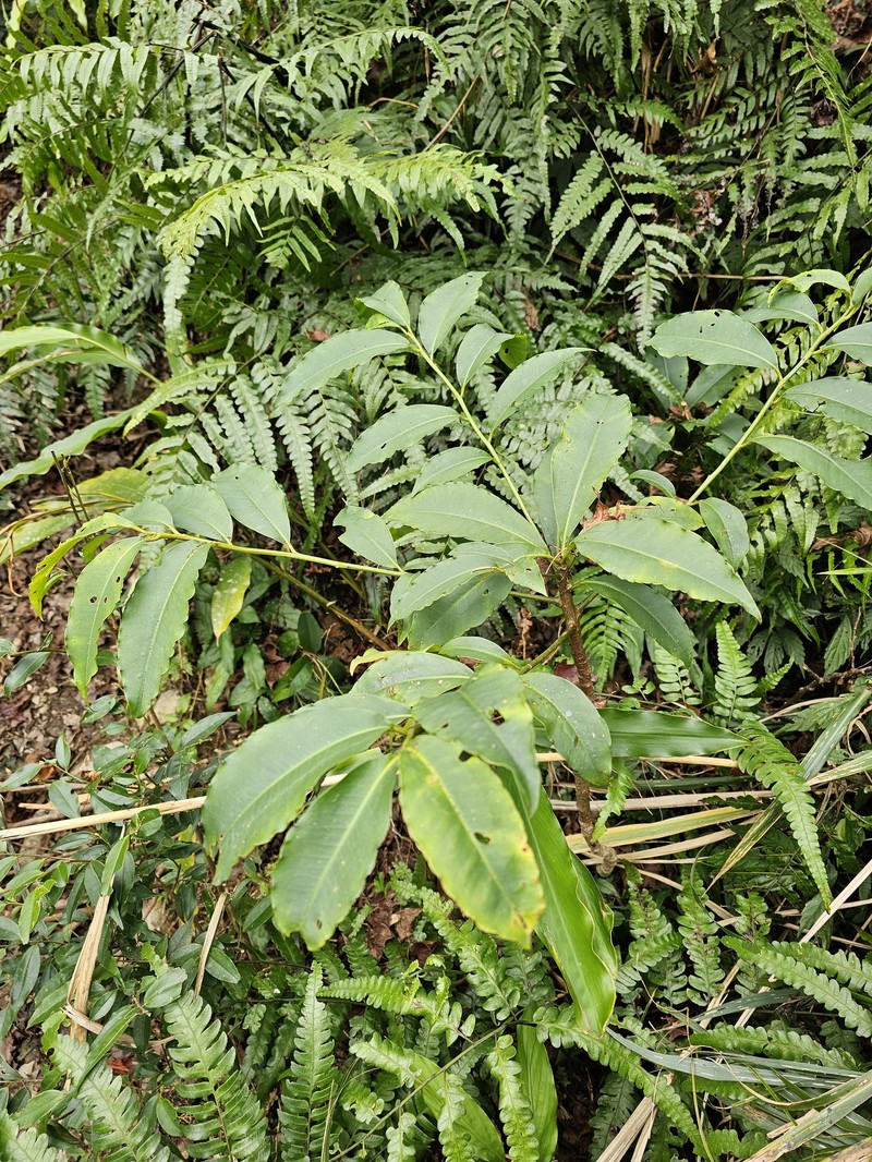 Ardisia flaviflora photo 8