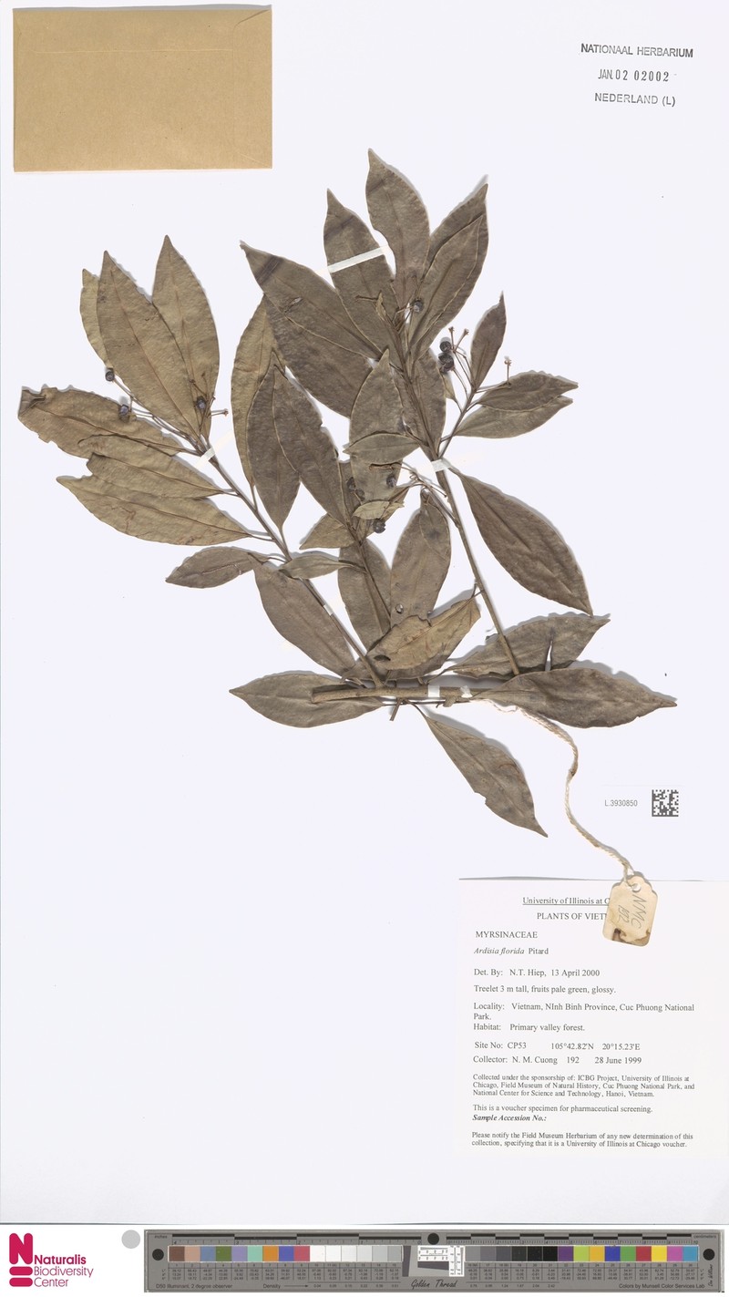 Ardisia florida