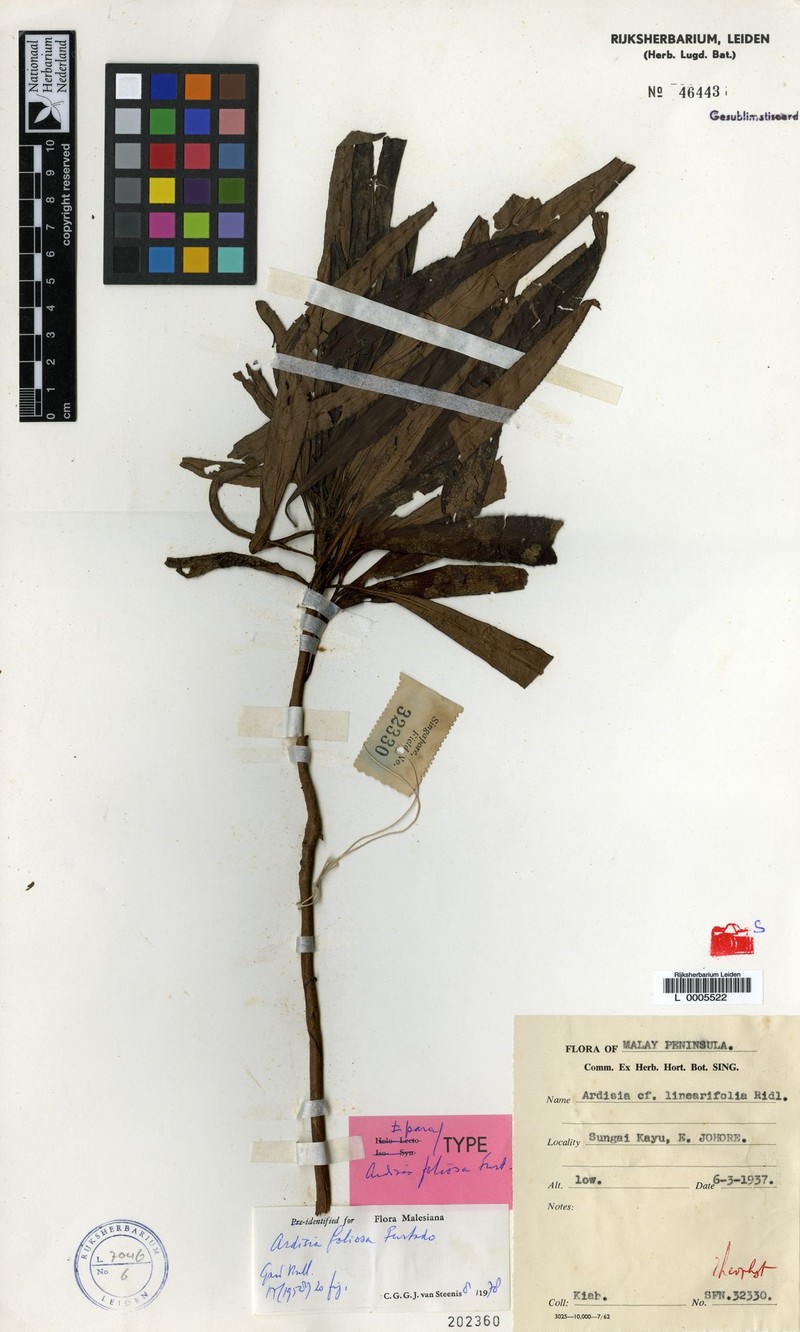Ardisia foliosa