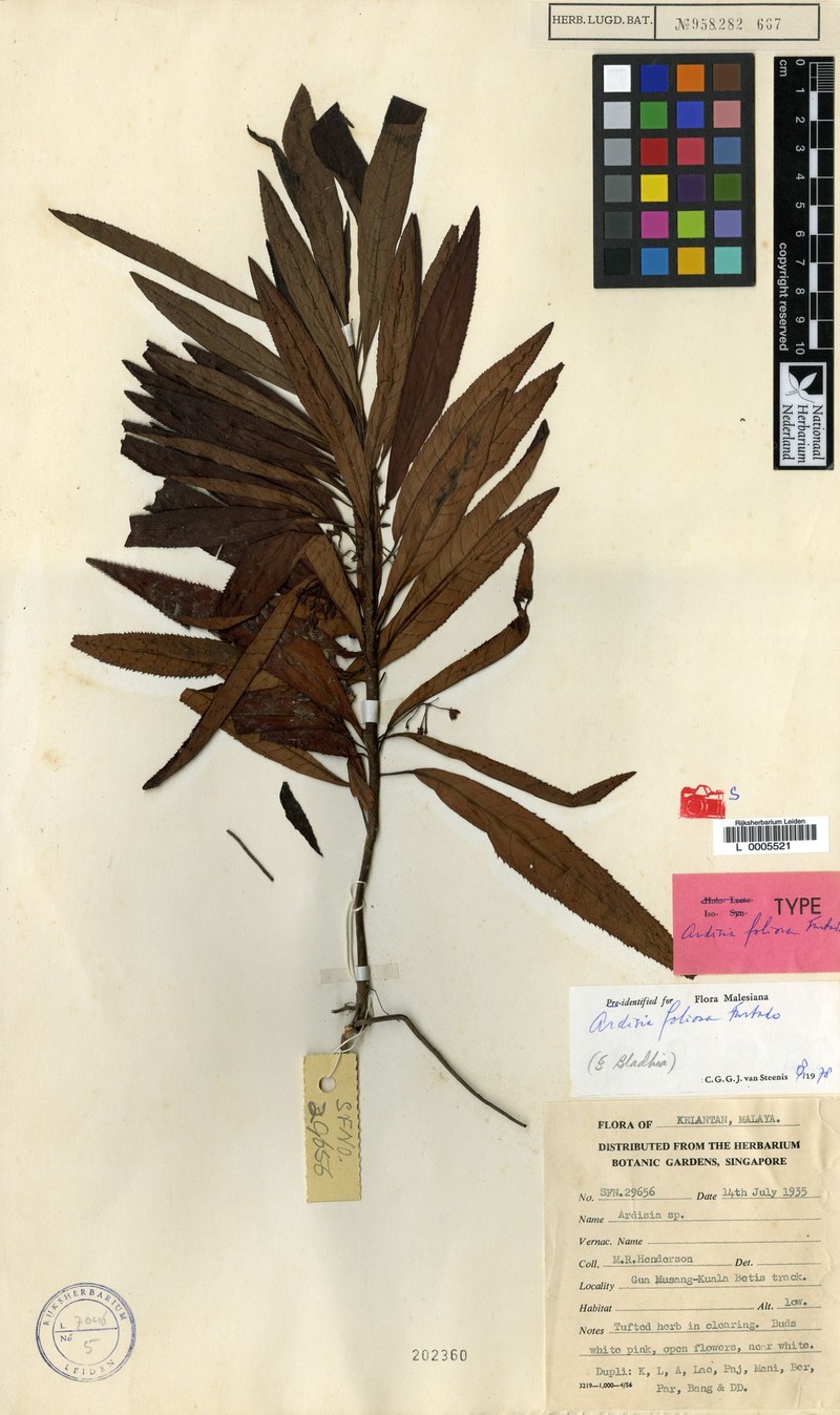 Ardisia foliosa photo 2