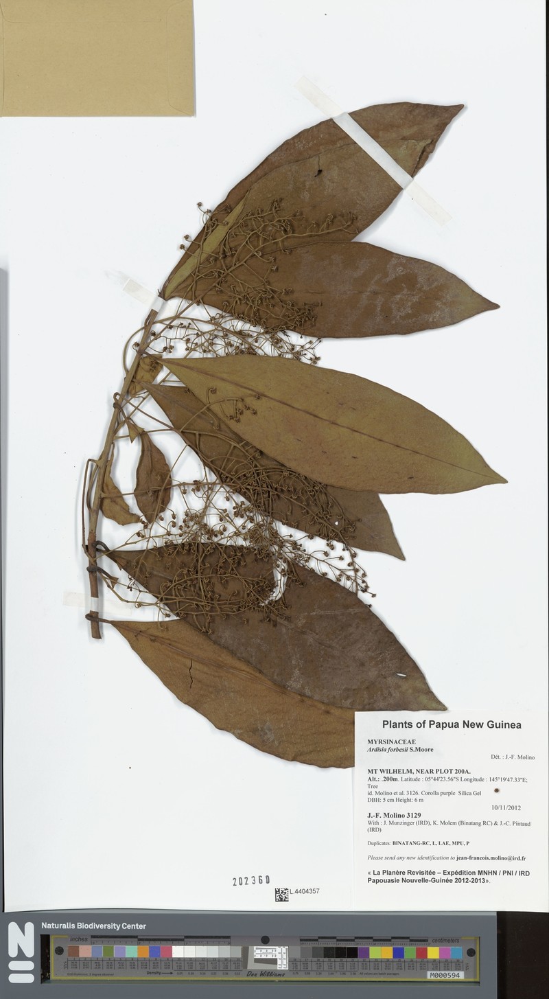 Ardisia forbesii