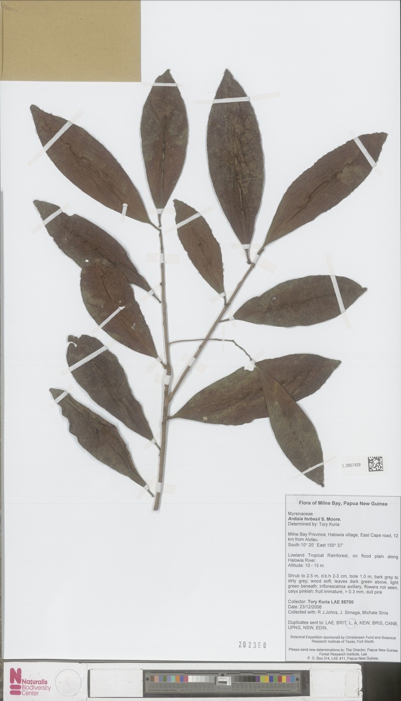 Ardisia forbesii photo 2