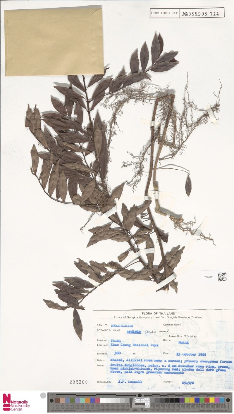 Ardisia fordii