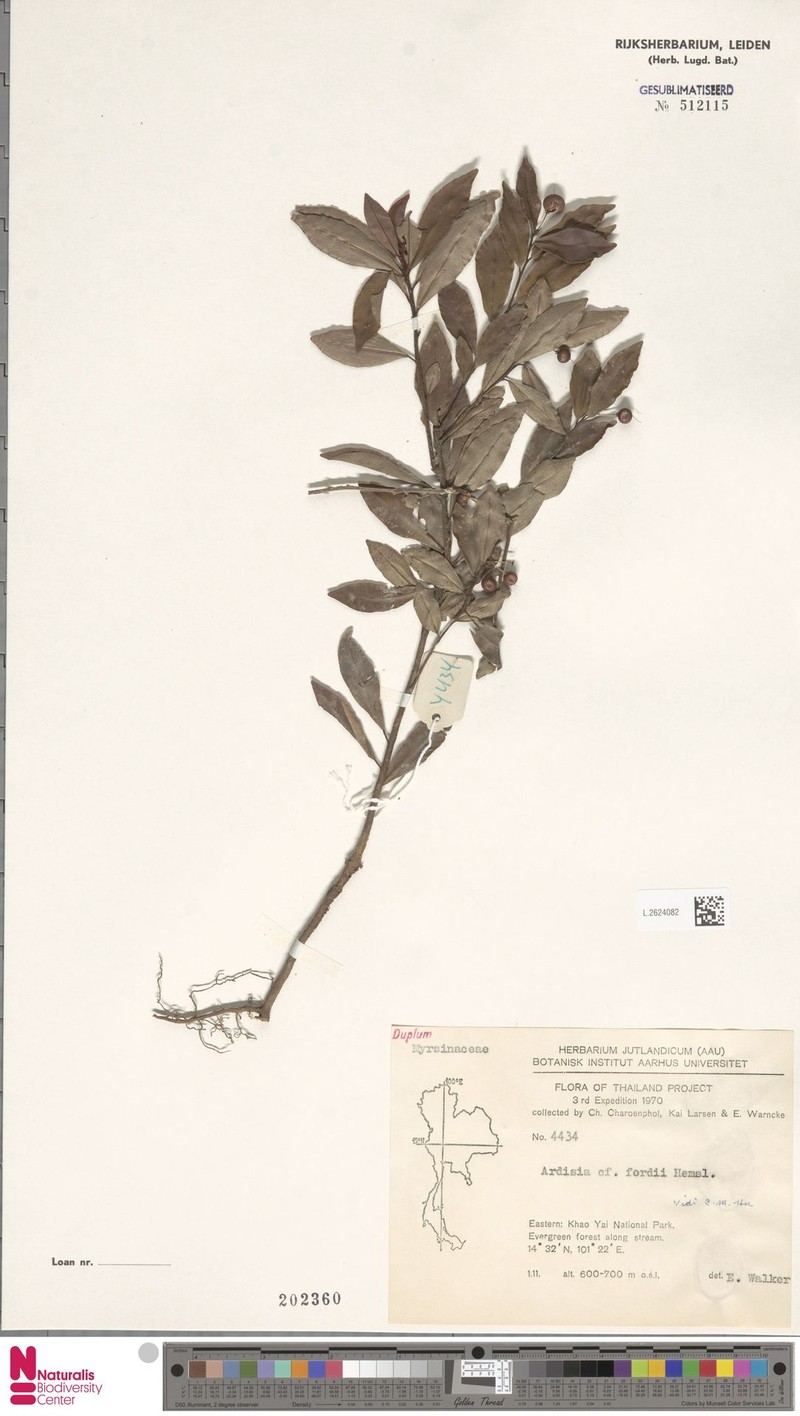 Ardisia fordii photo 2