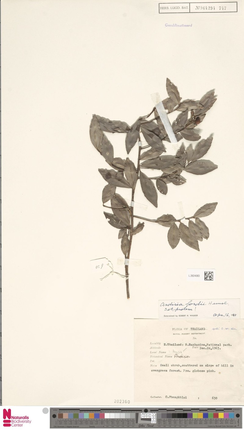 Ardisia fordii photo 3