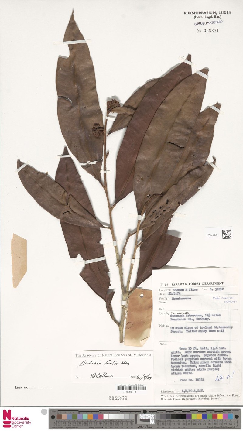 Ardisia fortis